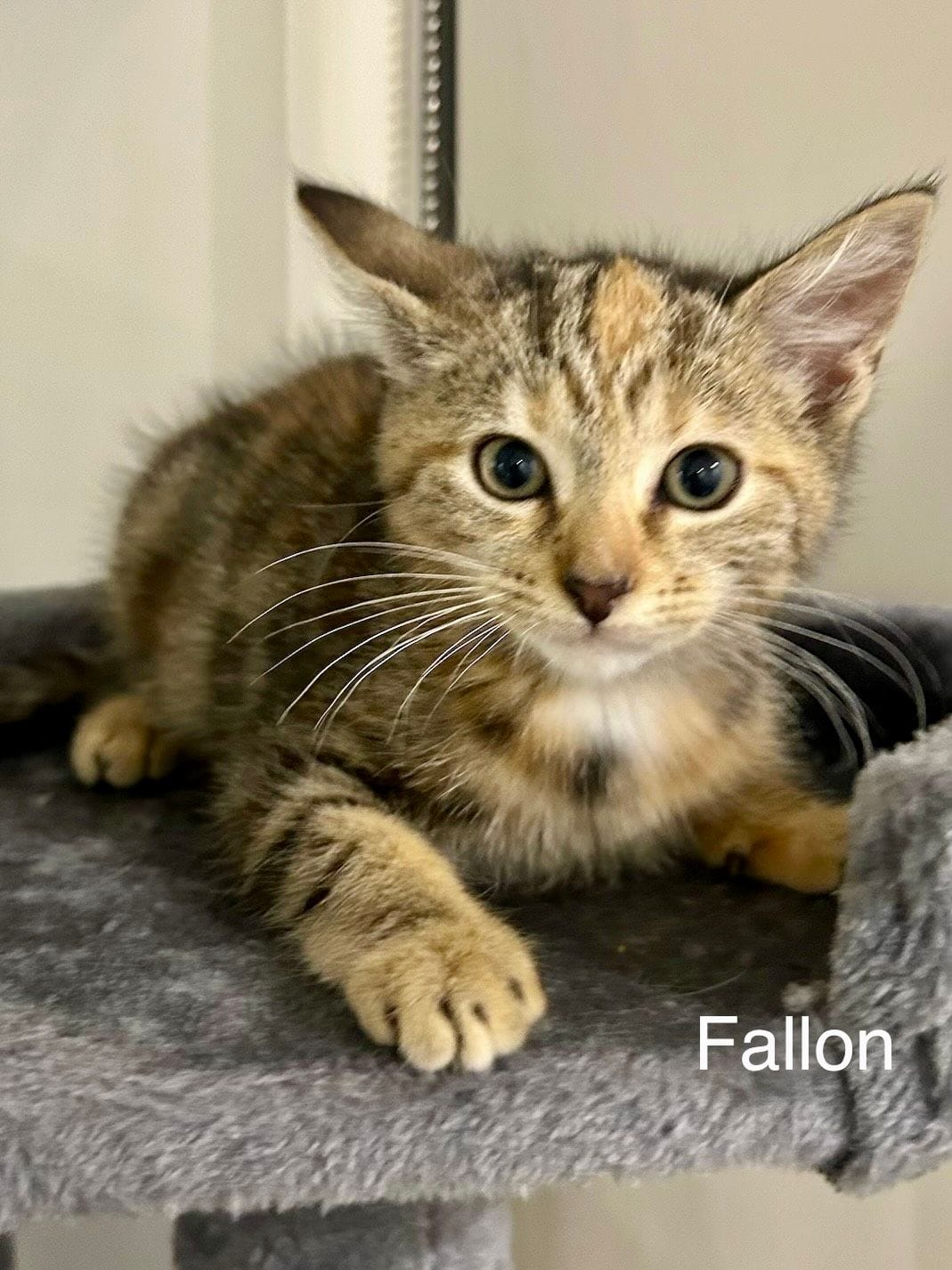 Fallon Fallon